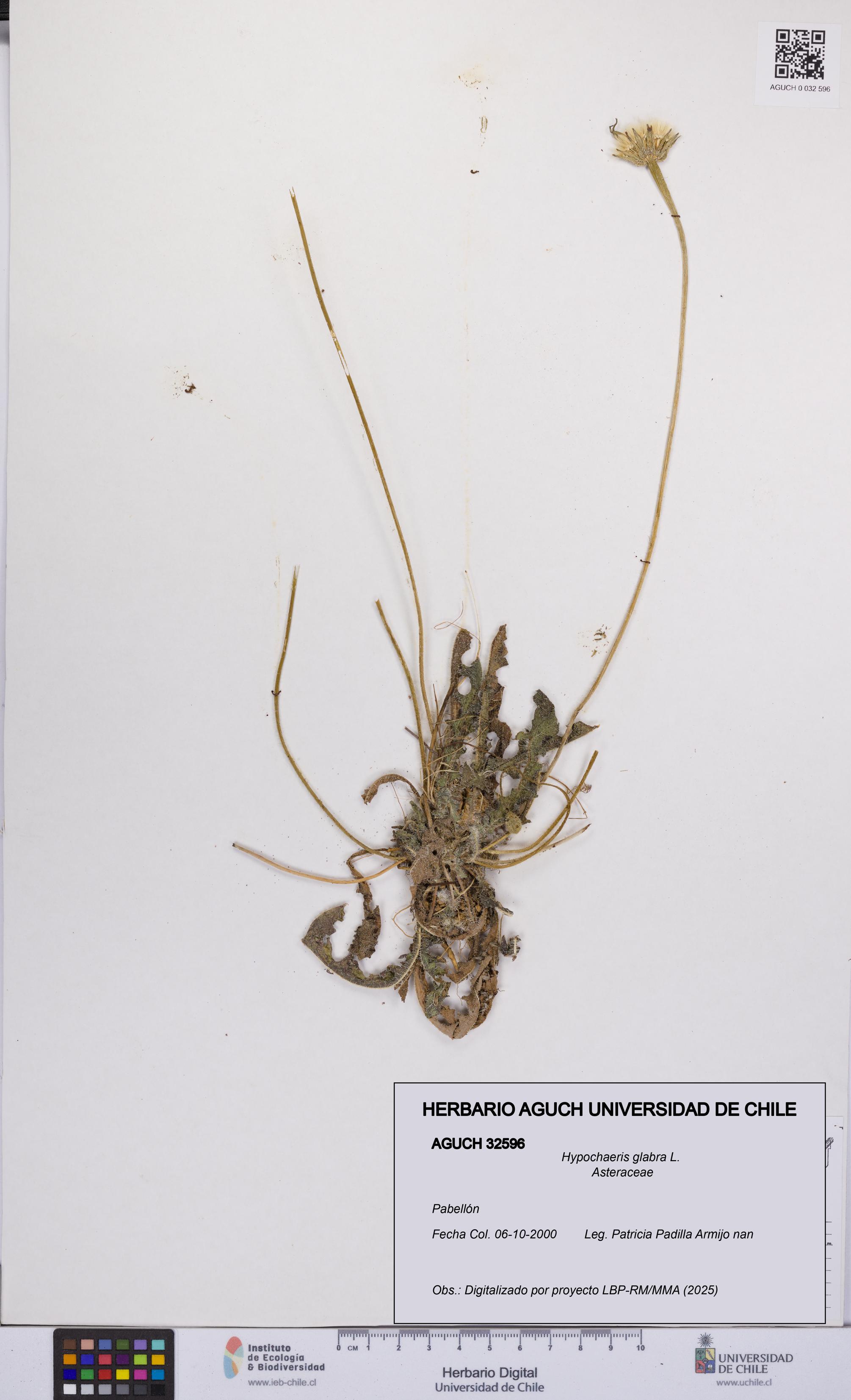 Hypochaeris glabra [Espécimen: UCH:AGUCH:0032596]