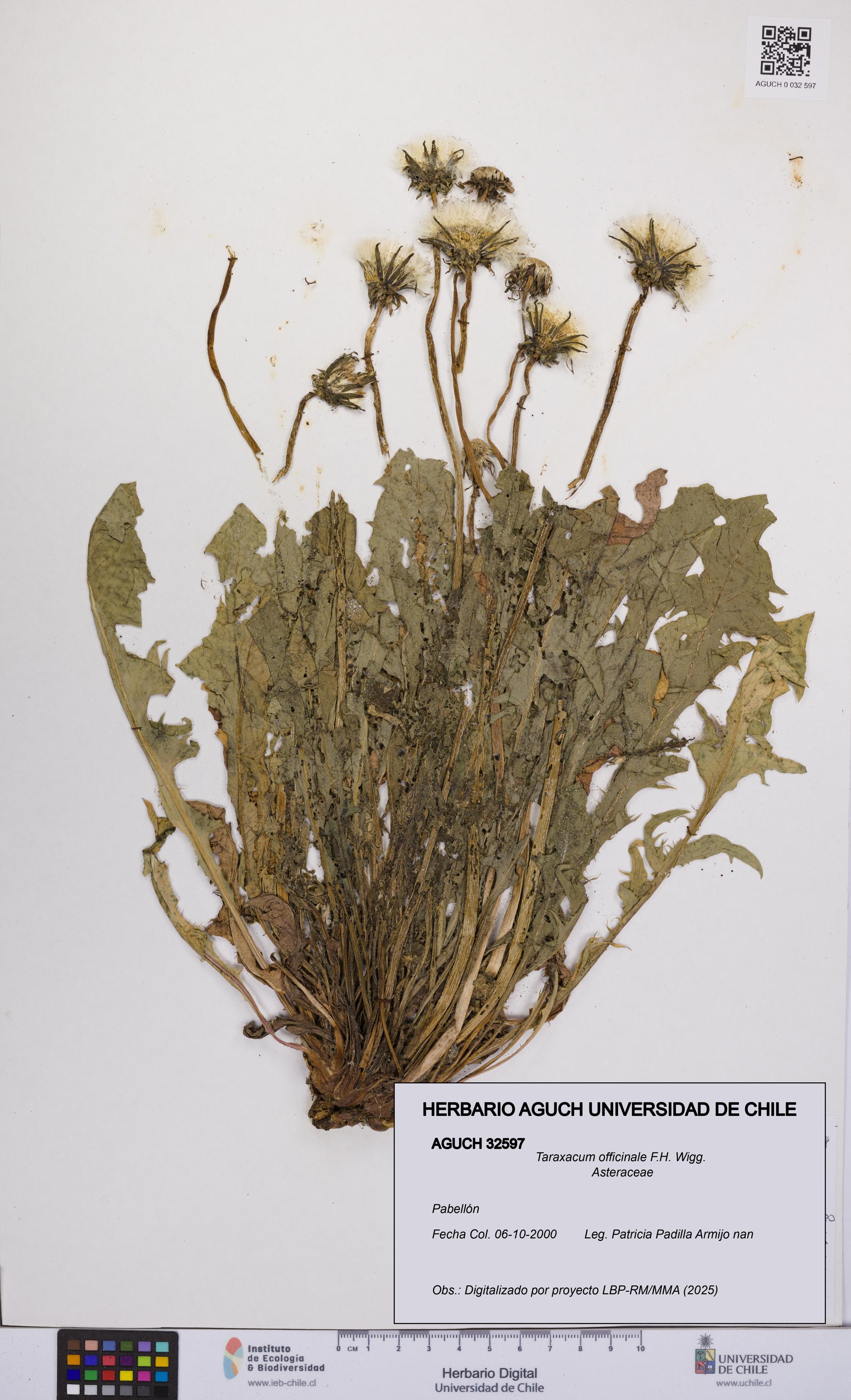 Taraxacum officinale [Espécimen: UCH:AGUCH:0032597]