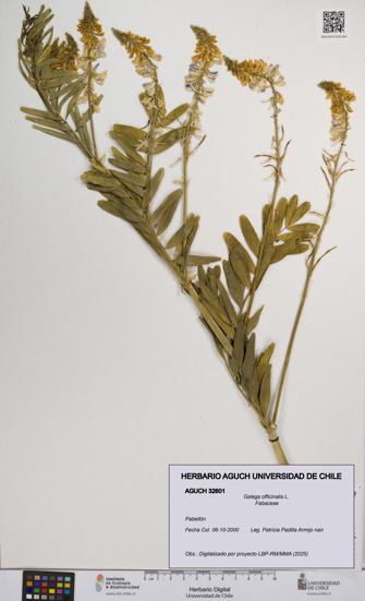 Galega officinalis [Espécimen: UCH:AGUCH:0032601]