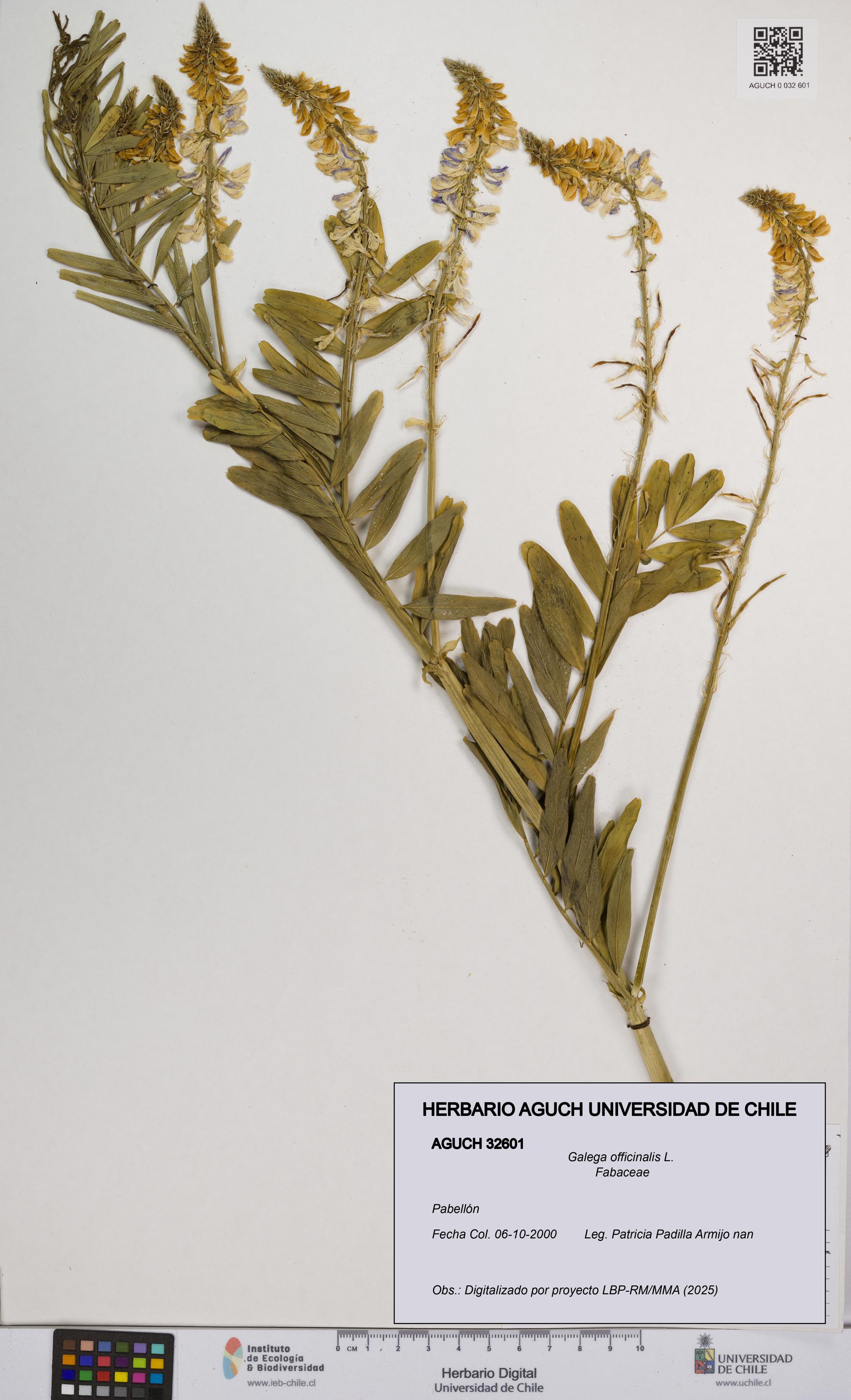 Galega officinalis [Espécimen: UCH:AGUCH:0032601]