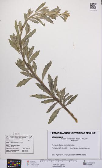 Tessaria absinthioides [Espécimen: UCH:AGUCH:0032615]