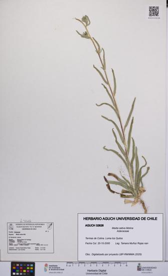 Madia sativa [Espécimen: UCH:AGUCH:0032626]