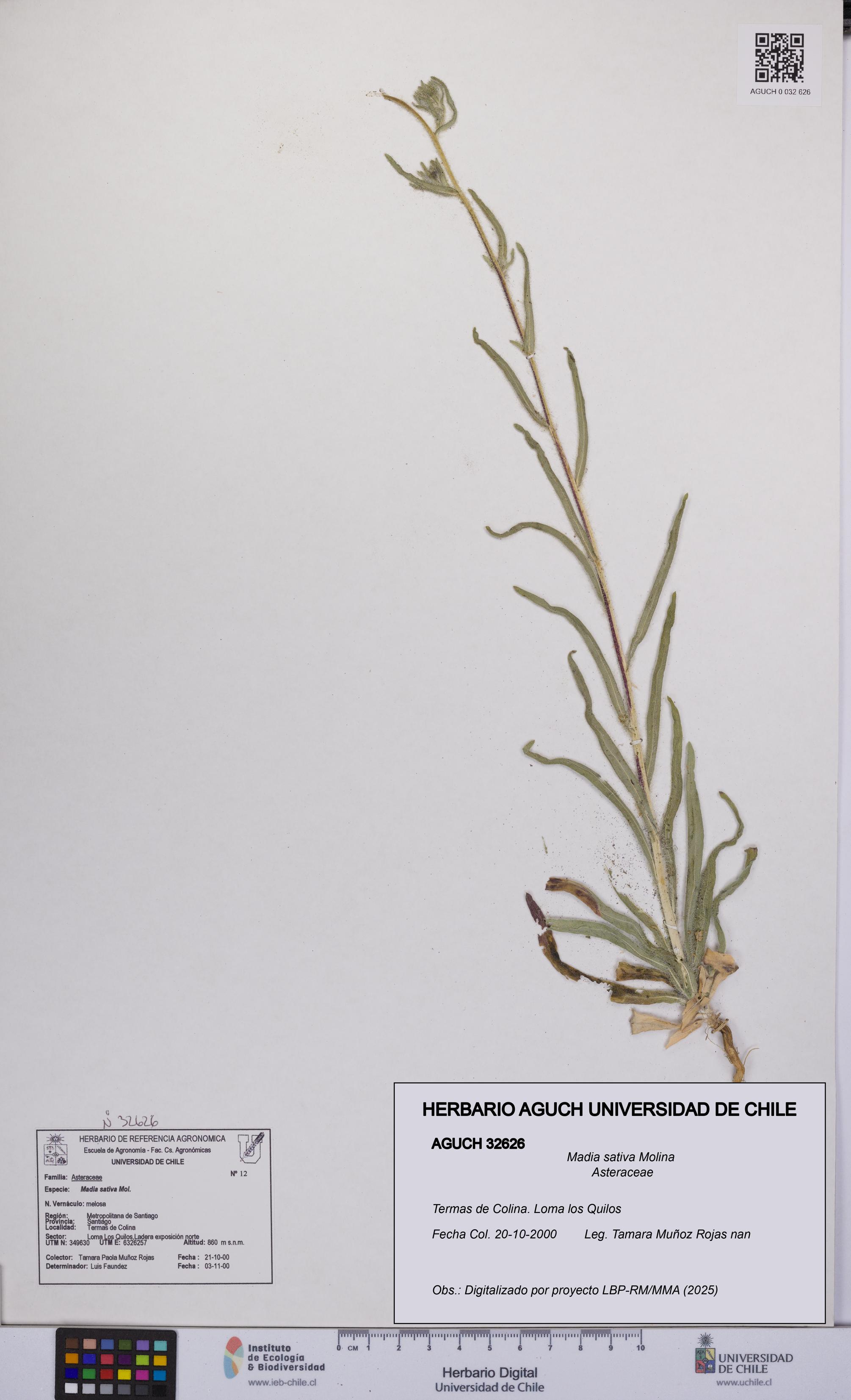 Madia sativa [Espécimen: UCH:AGUCH:0032626]