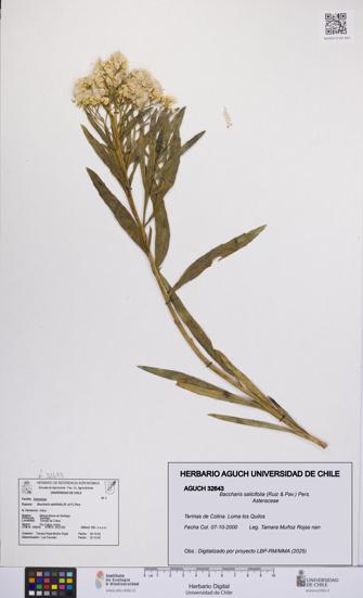 Baccharis salicifolia [Espécimen: UCH:AGUCH:0032643]