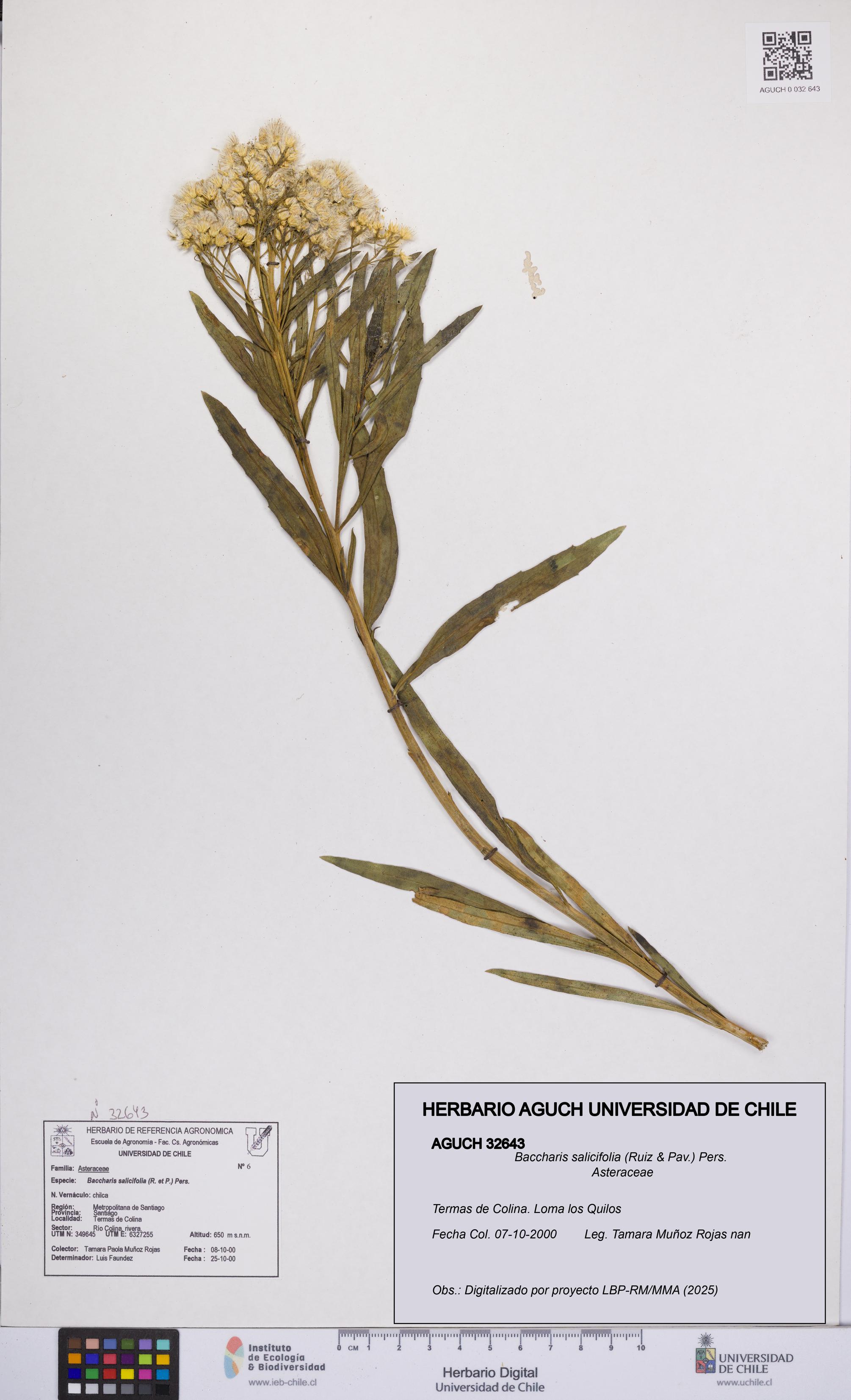 Baccharis salicifolia [Espécimen: UCH:AGUCH:0032643]
