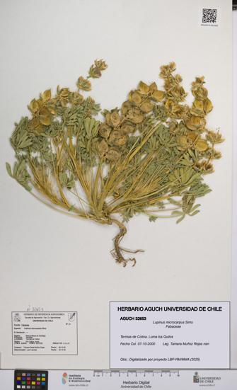 Lupinus microcarpus [Espécimen: UCH:AGUCH:0032653]