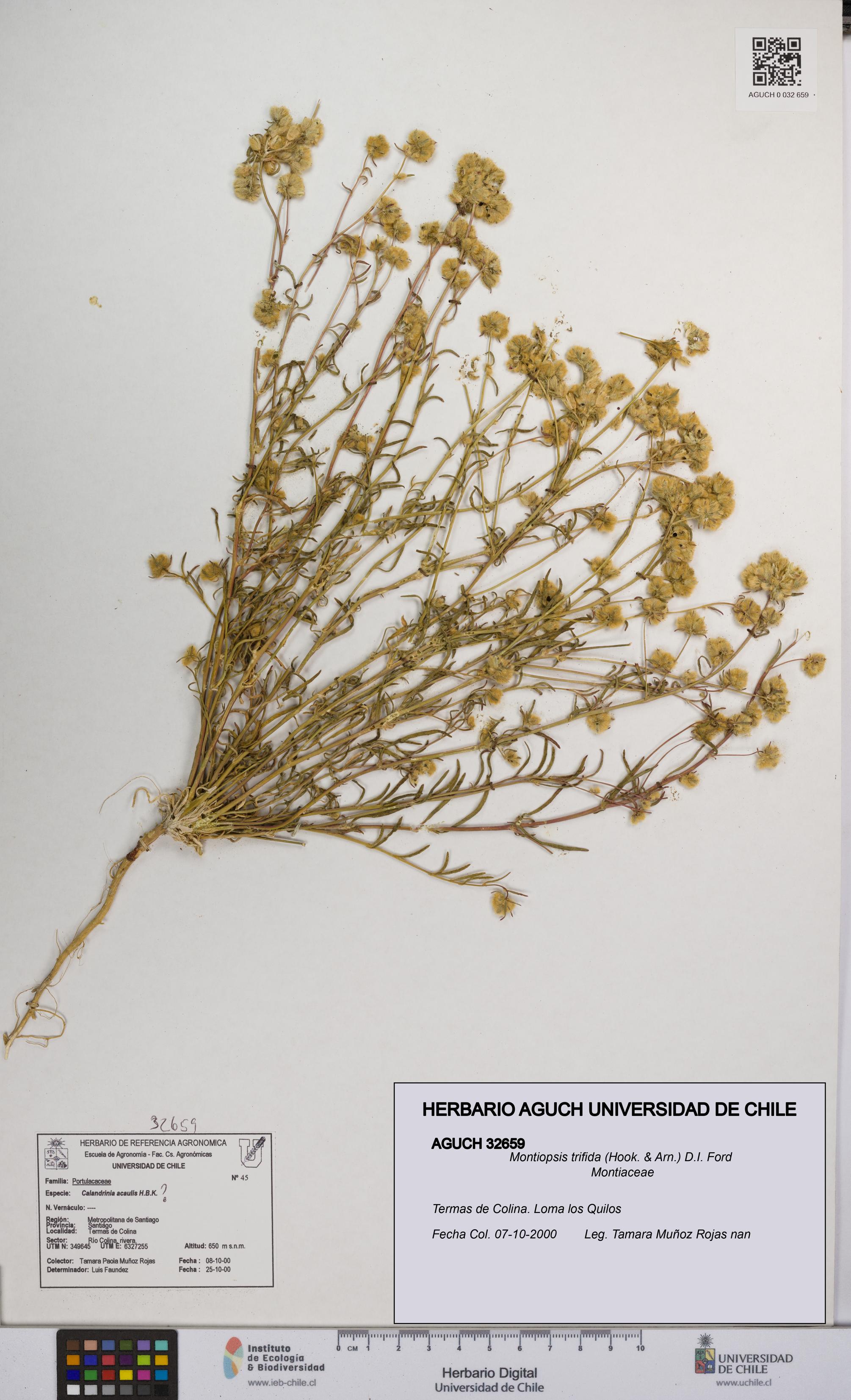 Montiopsis trifida [Espécimen: UCH:AGUCH:0032659]