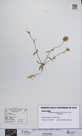 Montiopsis capitata [Espécimen: UCH:AGUCH:0032660]