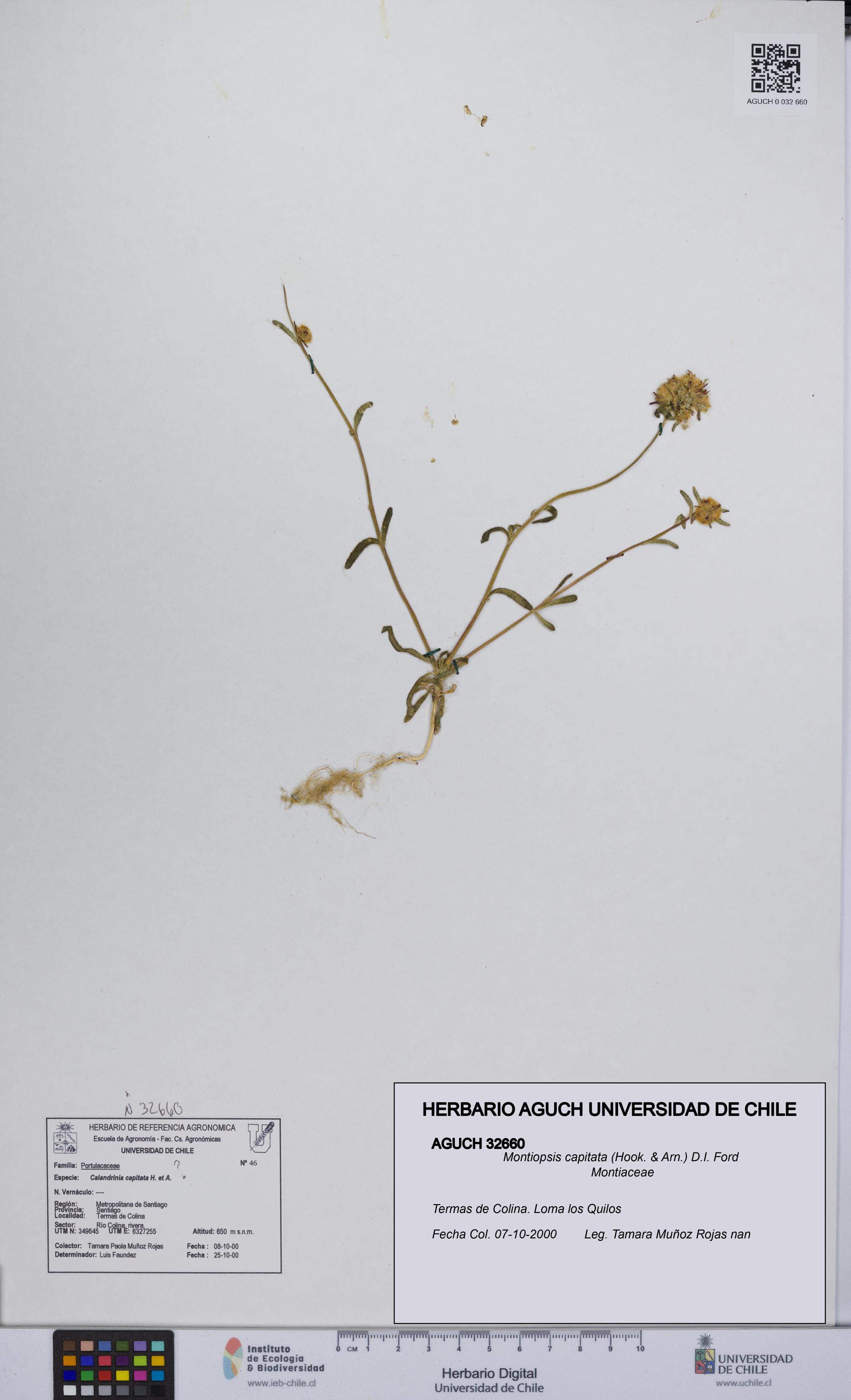 Montiopsis capitata [Espécimen: UCH:AGUCH:0032660]