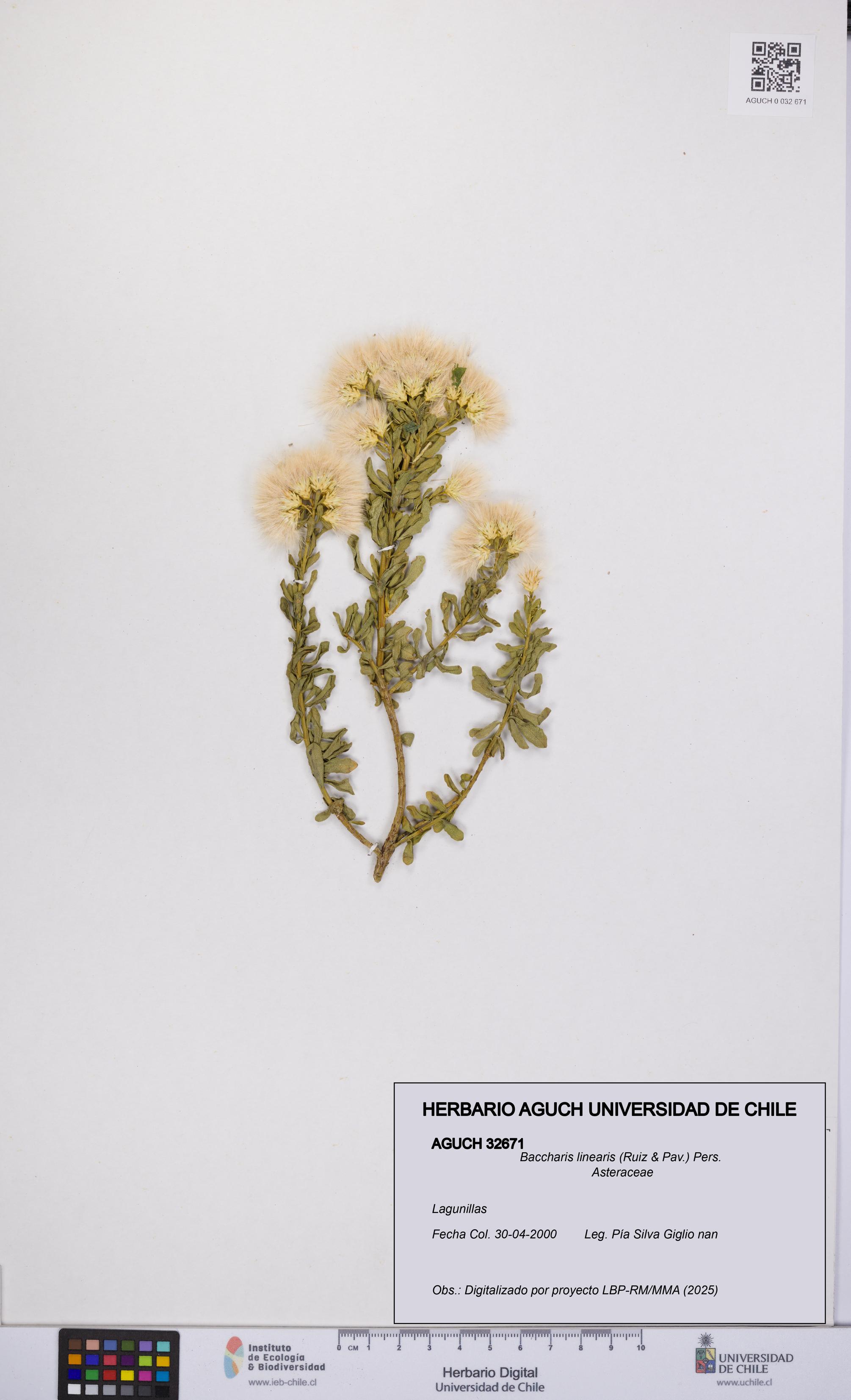 Baccharis linearis [Espécimen: UCH:AGUCH:0032671]