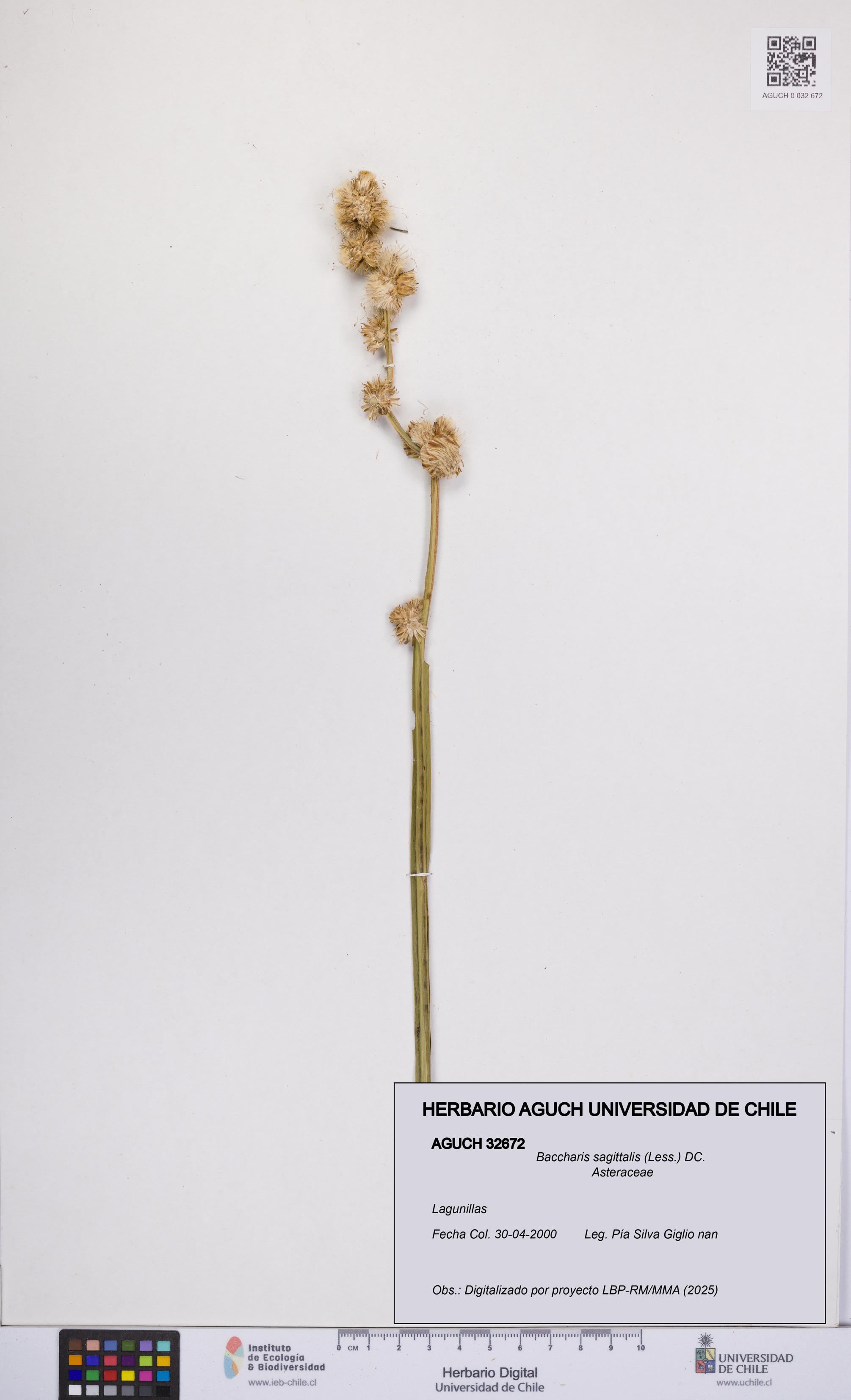 Baccharis sagittalis [Espécimen: UCH:AGUCH:0032672]