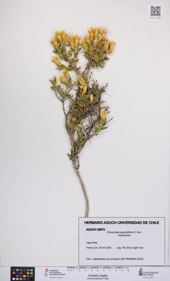 Chuquiraga oppositifolia [Espécimen: UCH:AGUCH:0032673]