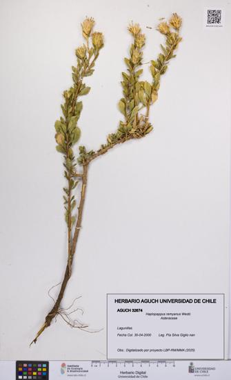 Haplopappus remyanus [Espécimen: UCH:AGUCH:0032674]
