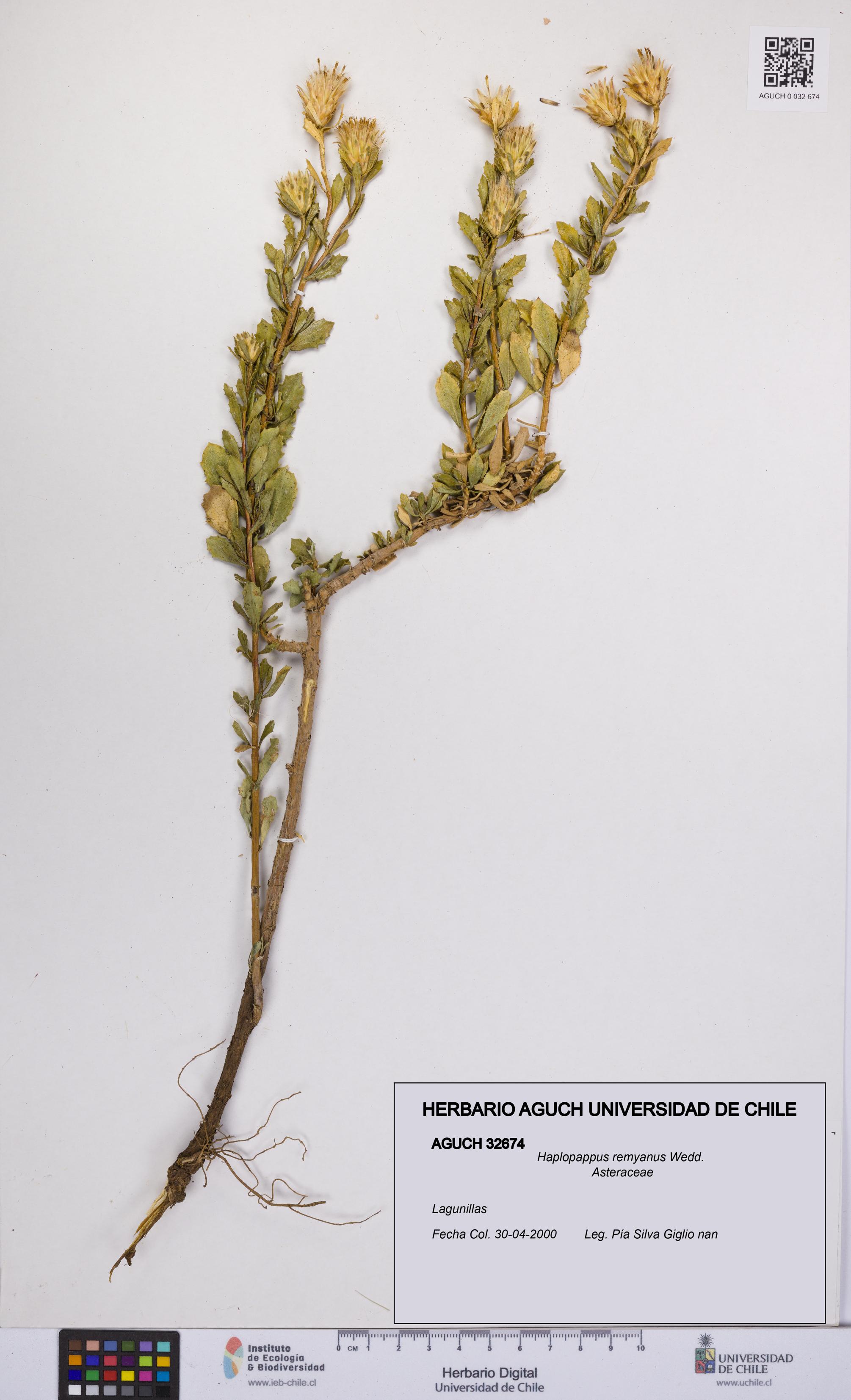 Haplopappus remyanus [Espécimen: UCH:AGUCH:0032674]