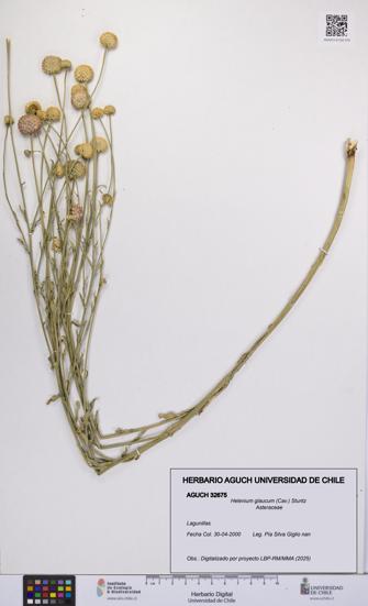 Helenium glaucum [Espécimen: UCH:AGUCH:0032675]
