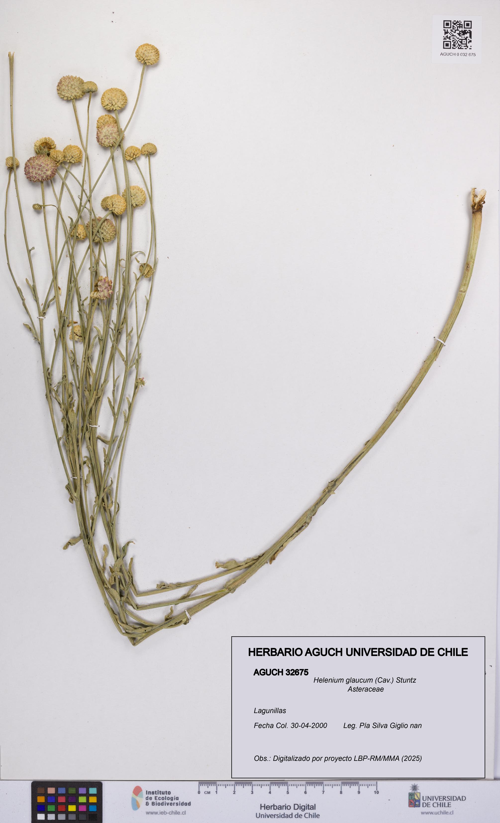 Helenium glaucum [Espécimen: UCH:AGUCH:0032675]