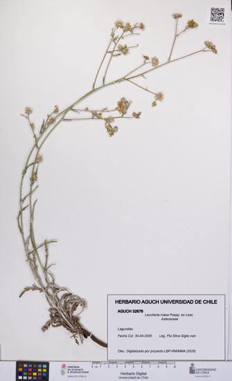 Leucheria rosea [Espécimen: UCH:AGUCH:0032676]