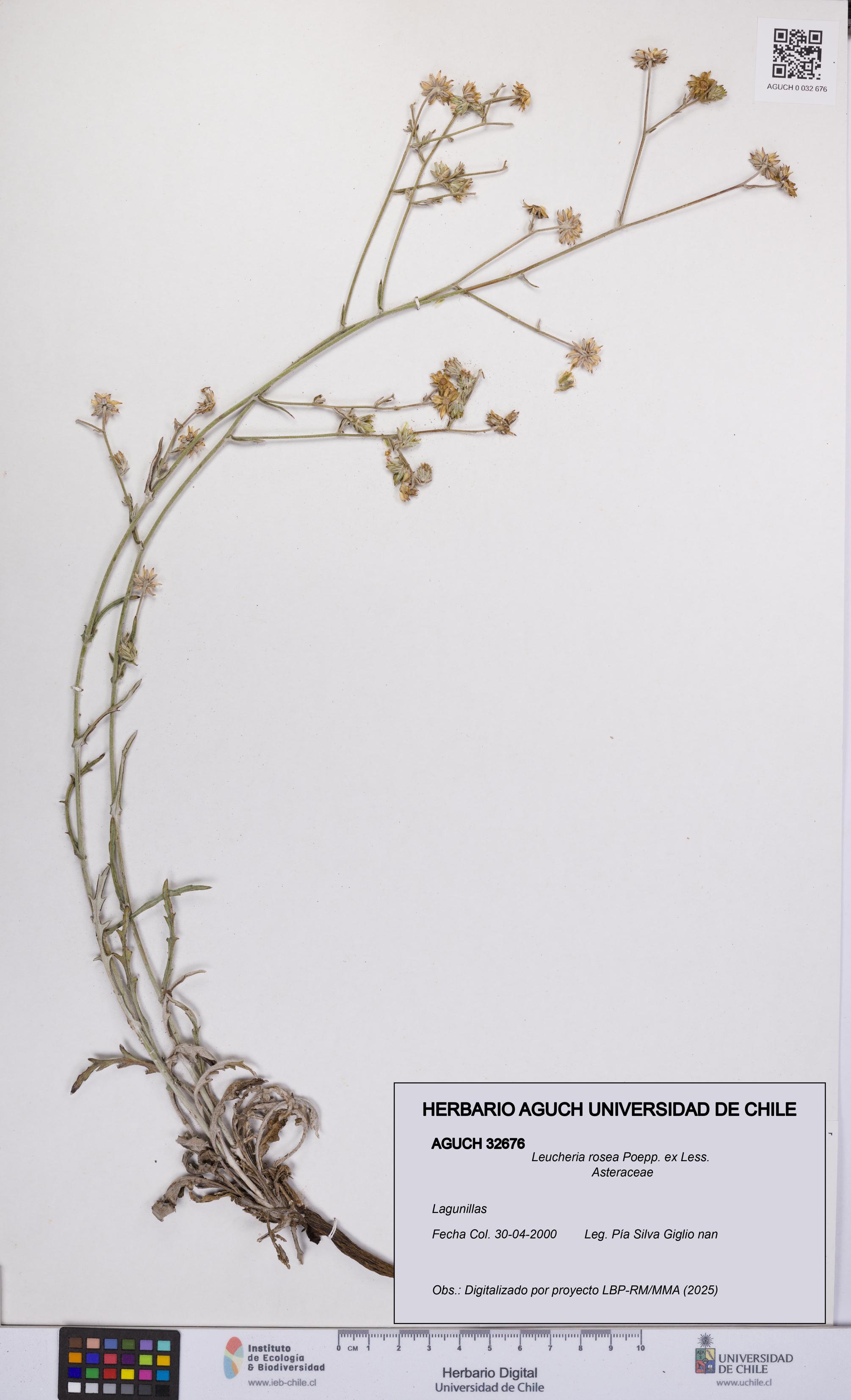 Leucheria rosea [Espécimen: UCH:AGUCH:0032676]