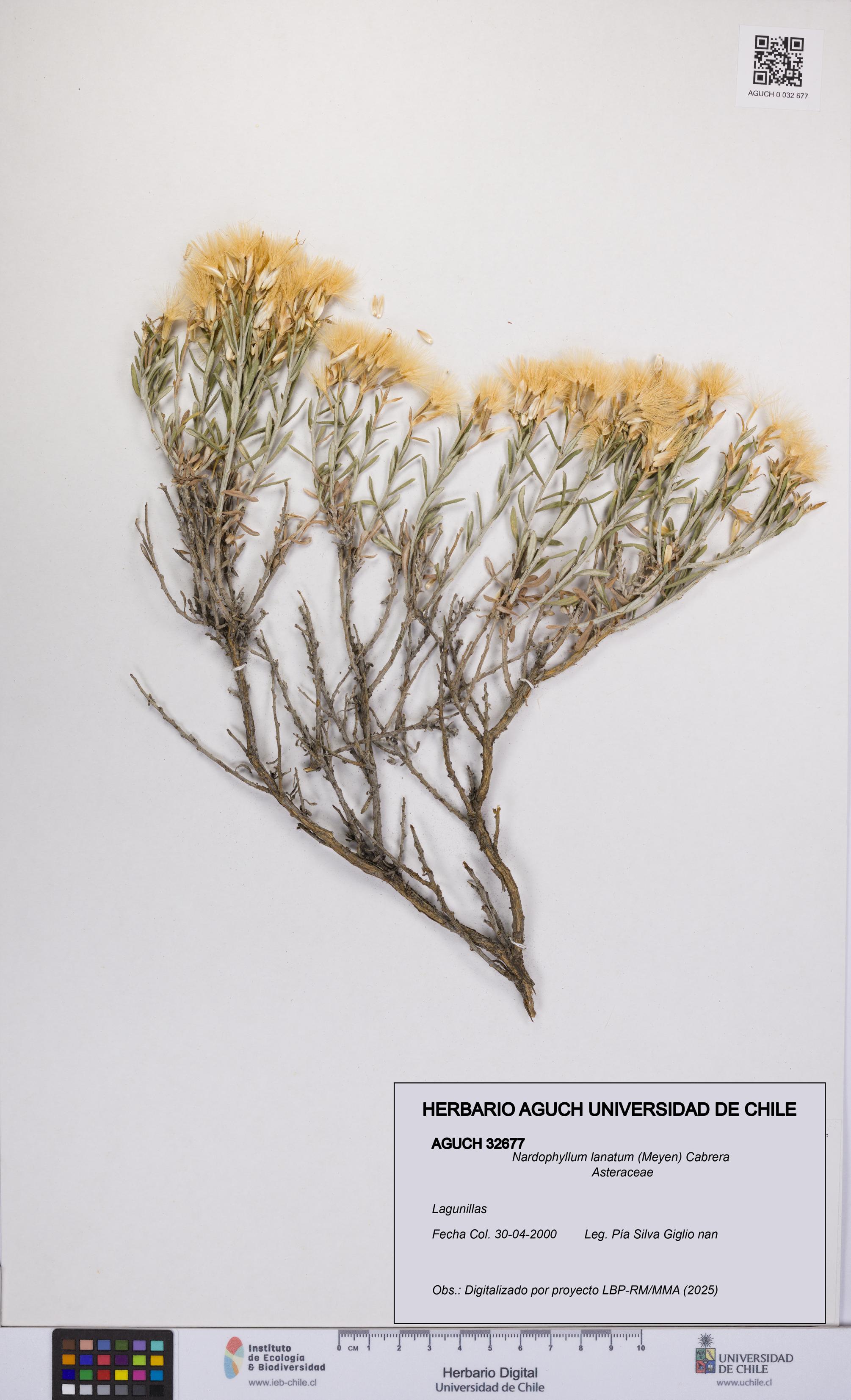 Nardophyllum lanatum [Espécimen: UCH:AGUCH:0032677]