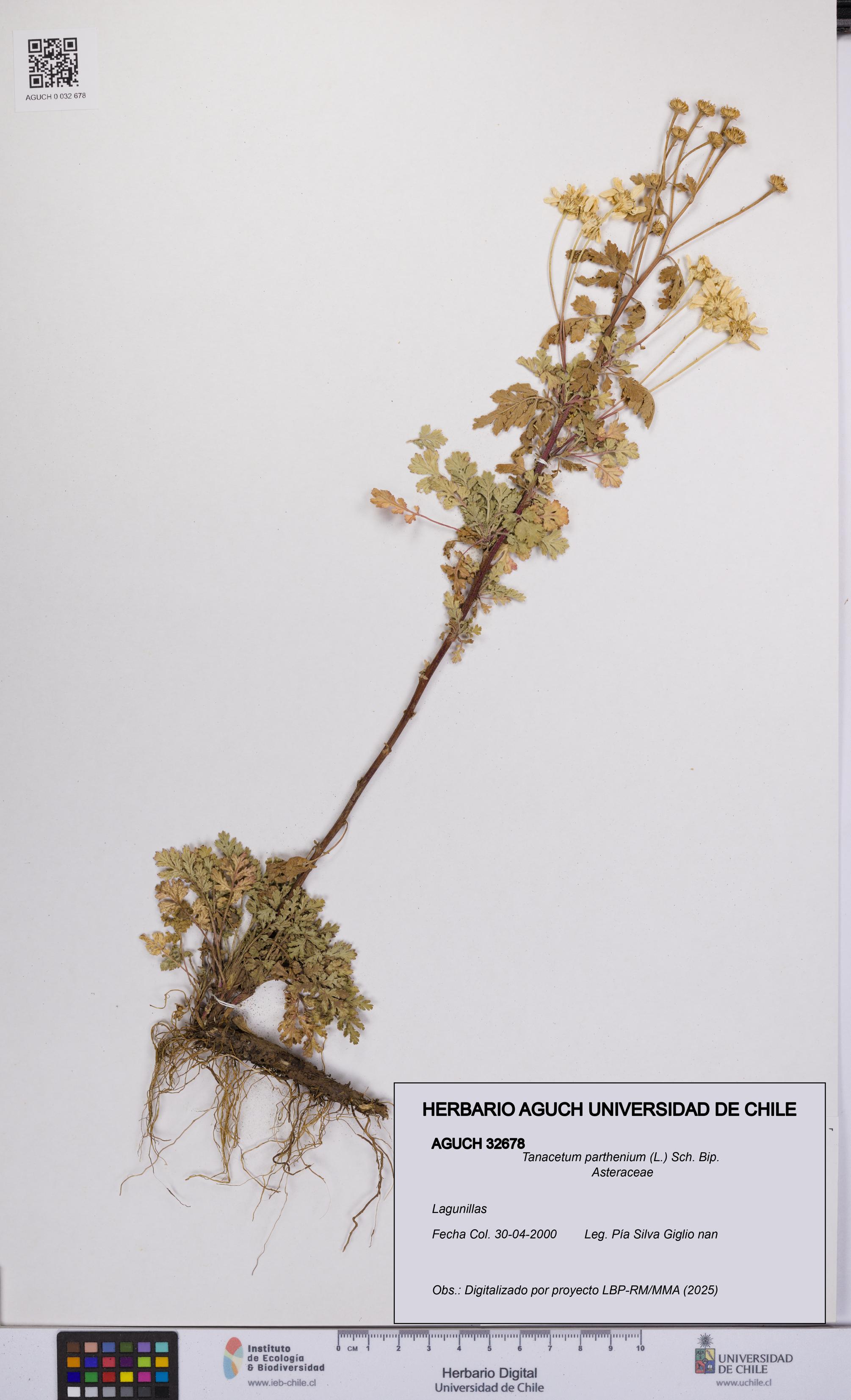 Tanacetum parthenium [Espécimen: UCH:AGUCH:0032678]