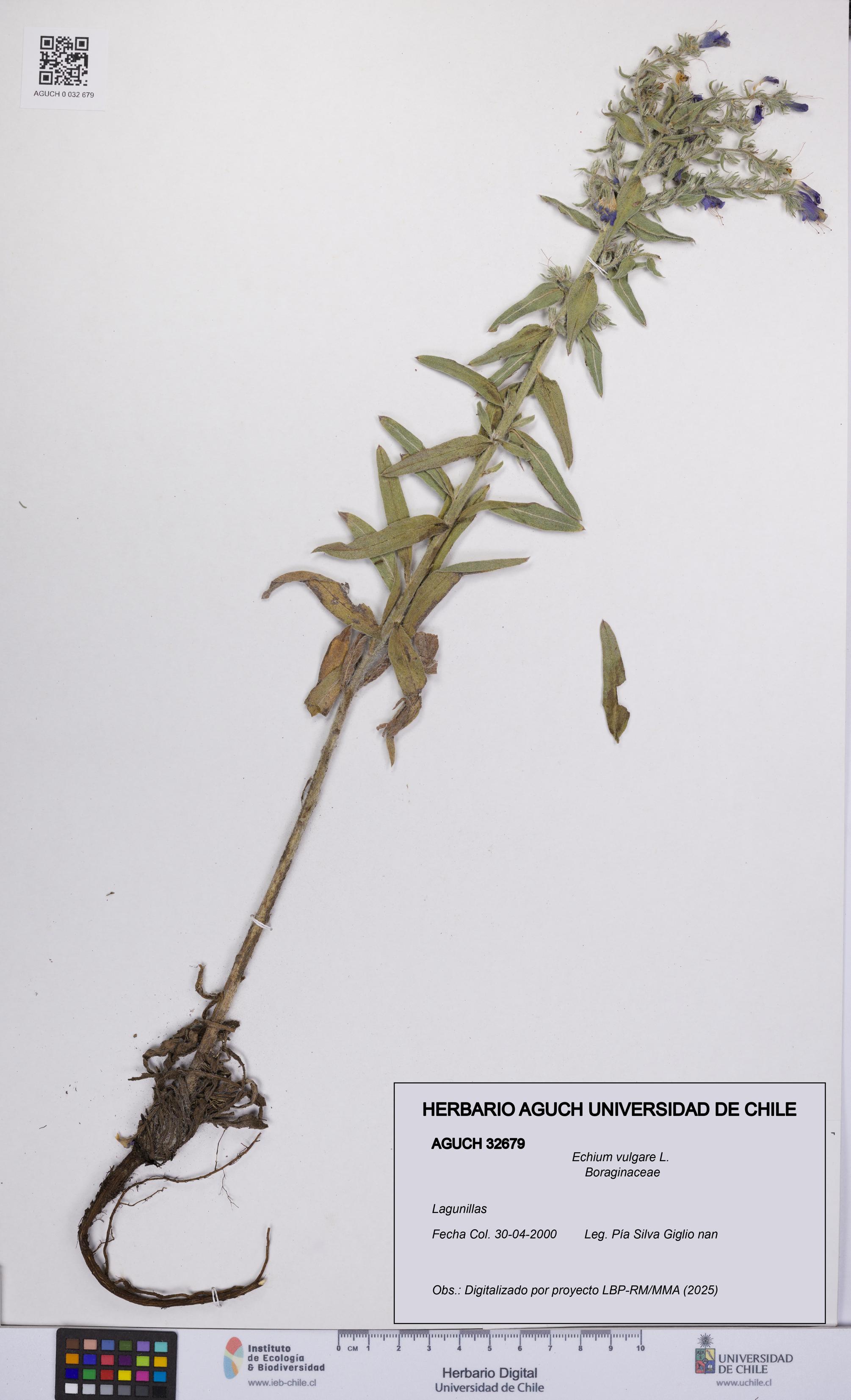 Echium vulgare [Espécimen: UCH:AGUCH:0032679]
