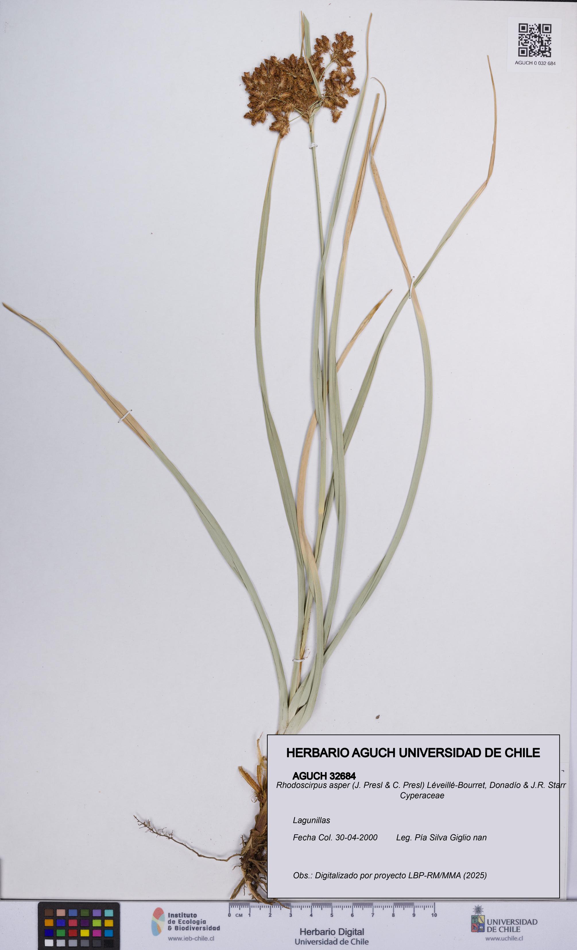Rhodoscirpus asper [Espécimen: UCH:AGUCH:0032684]