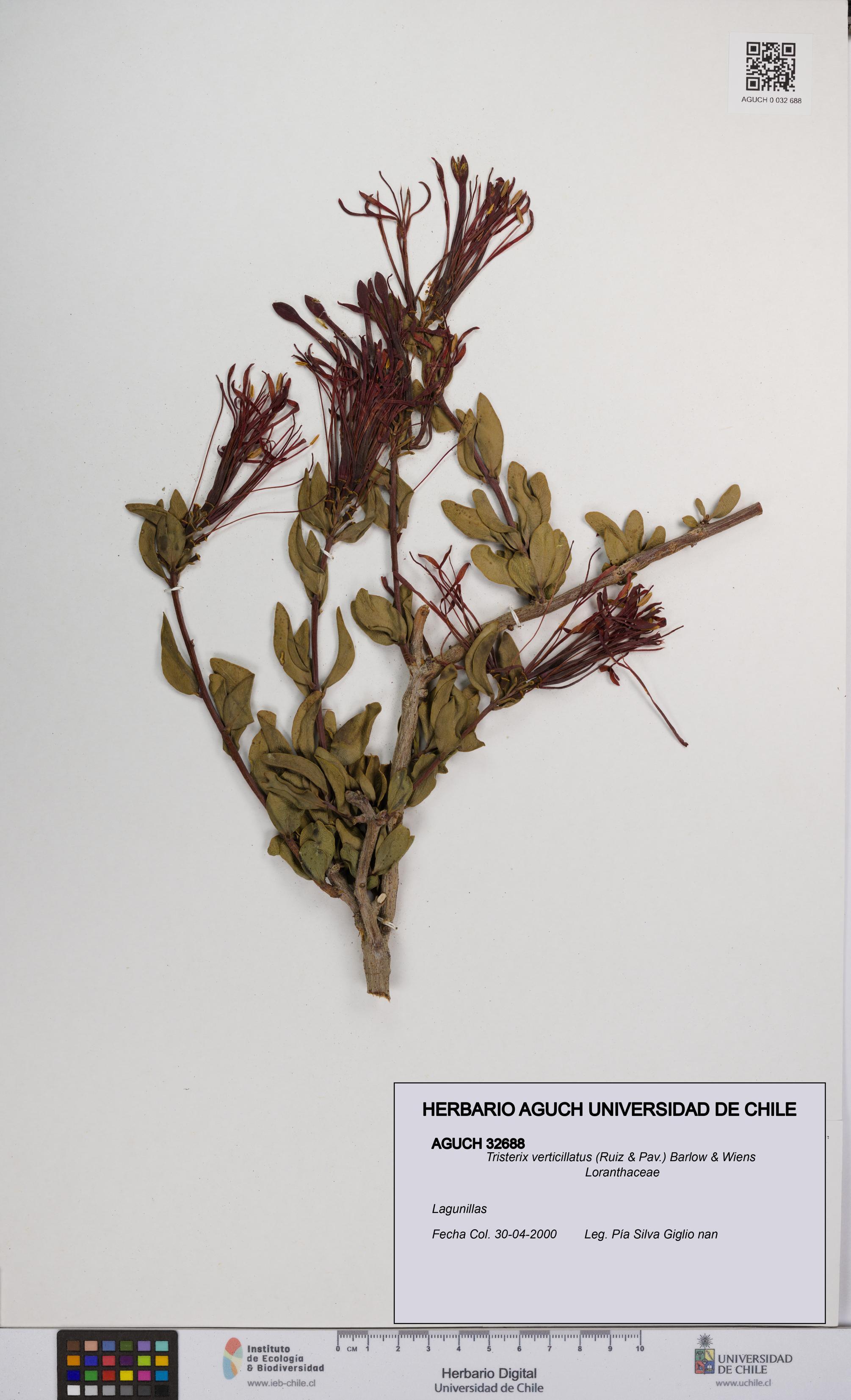 Tristerix verticillatus [Espécimen: UCH:AGUCH:0032688]