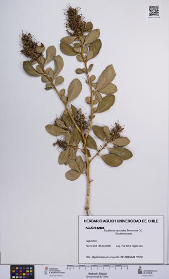 Escallonia myrtoidea [Espécimen: UCH:AGUCH:0032694]