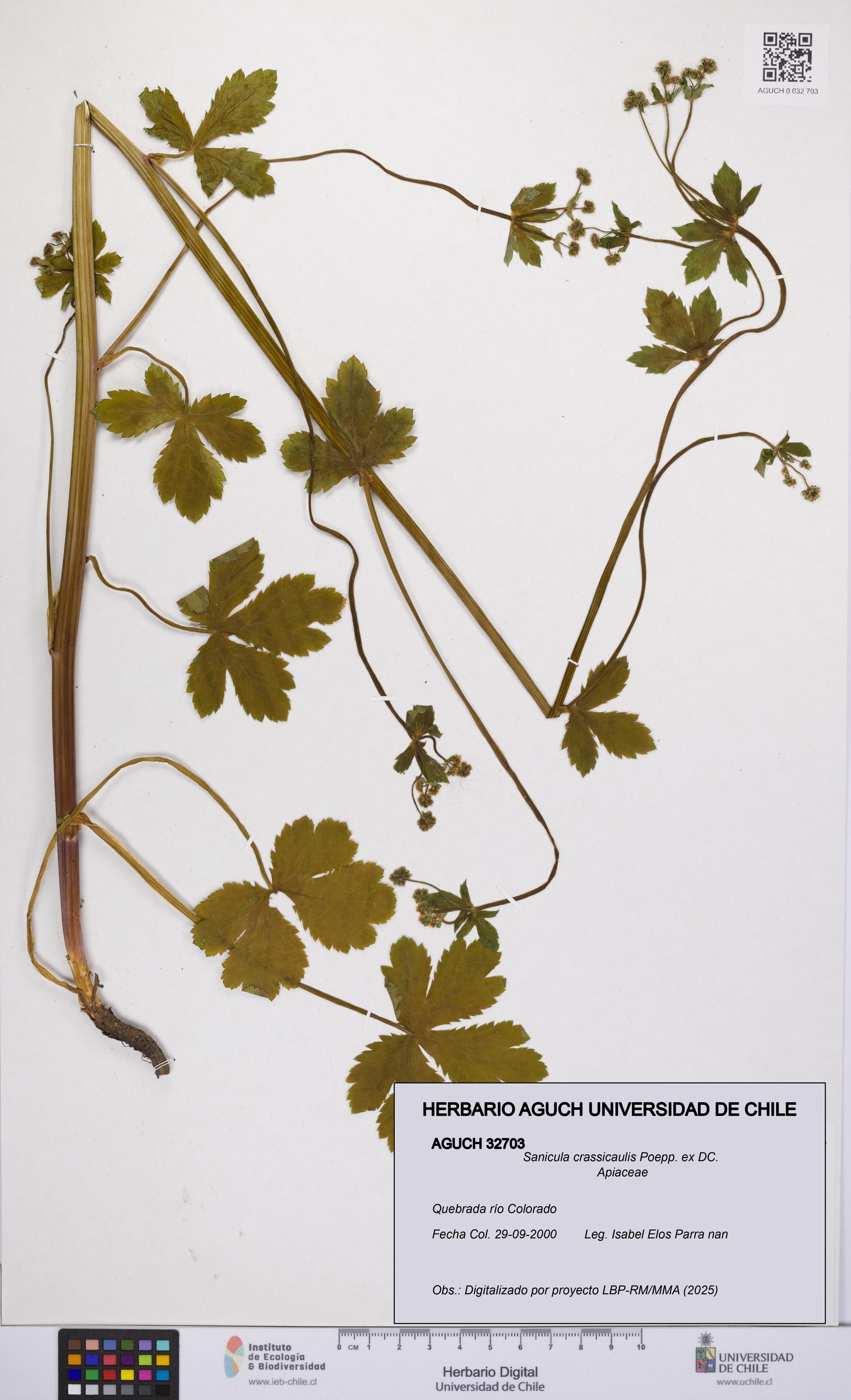 Sanicula crassicaulis [Espécimen: UCH:AGUCH:0032703]