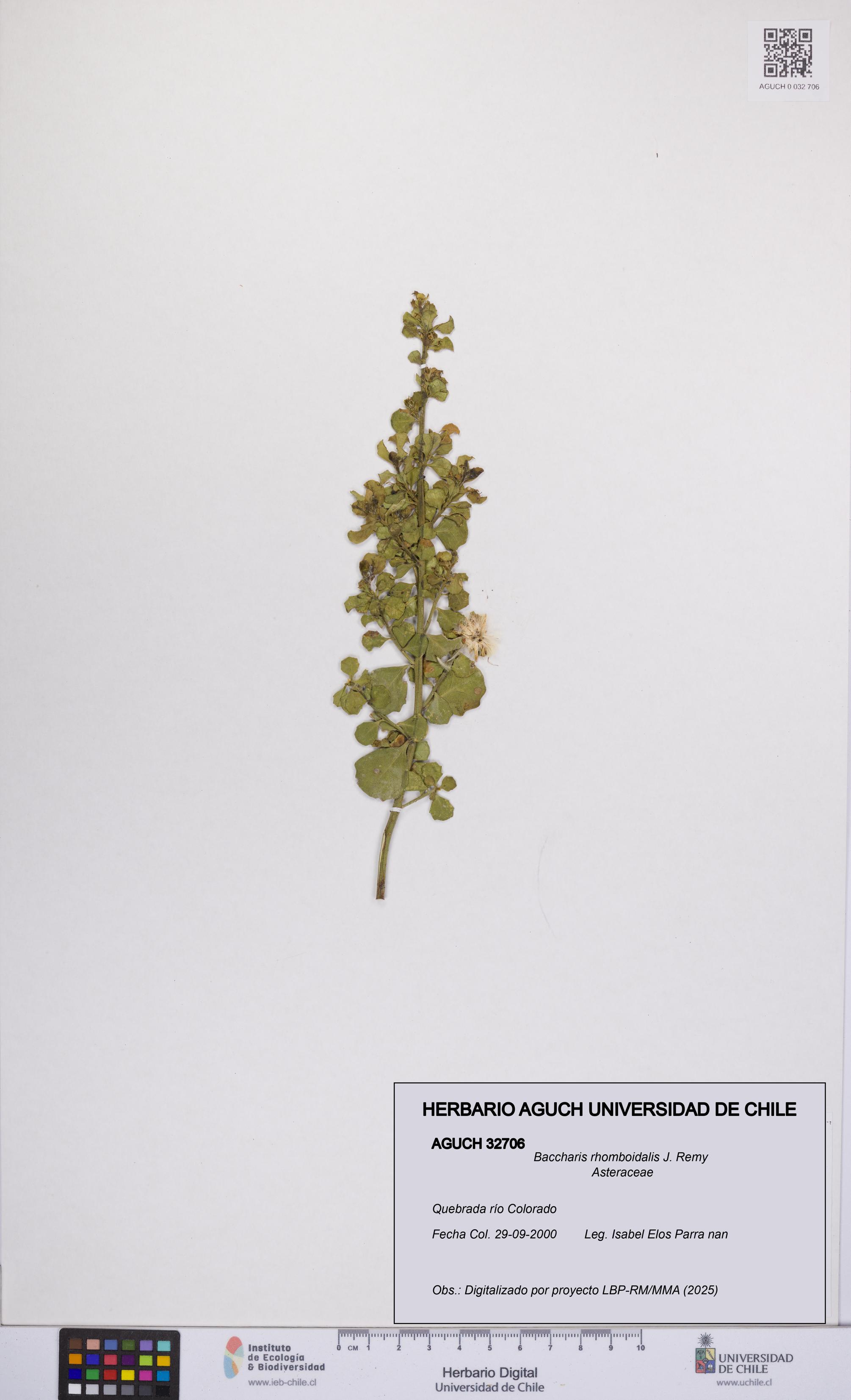 Baccharis rhomboidalis [Espécimen: UCH:AGUCH:0032706]
