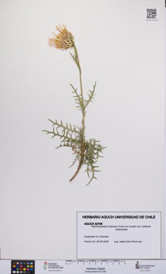 Plectocephalus chilensis var. chilensis [Espécimen: UCH:AGUCH:0032708]