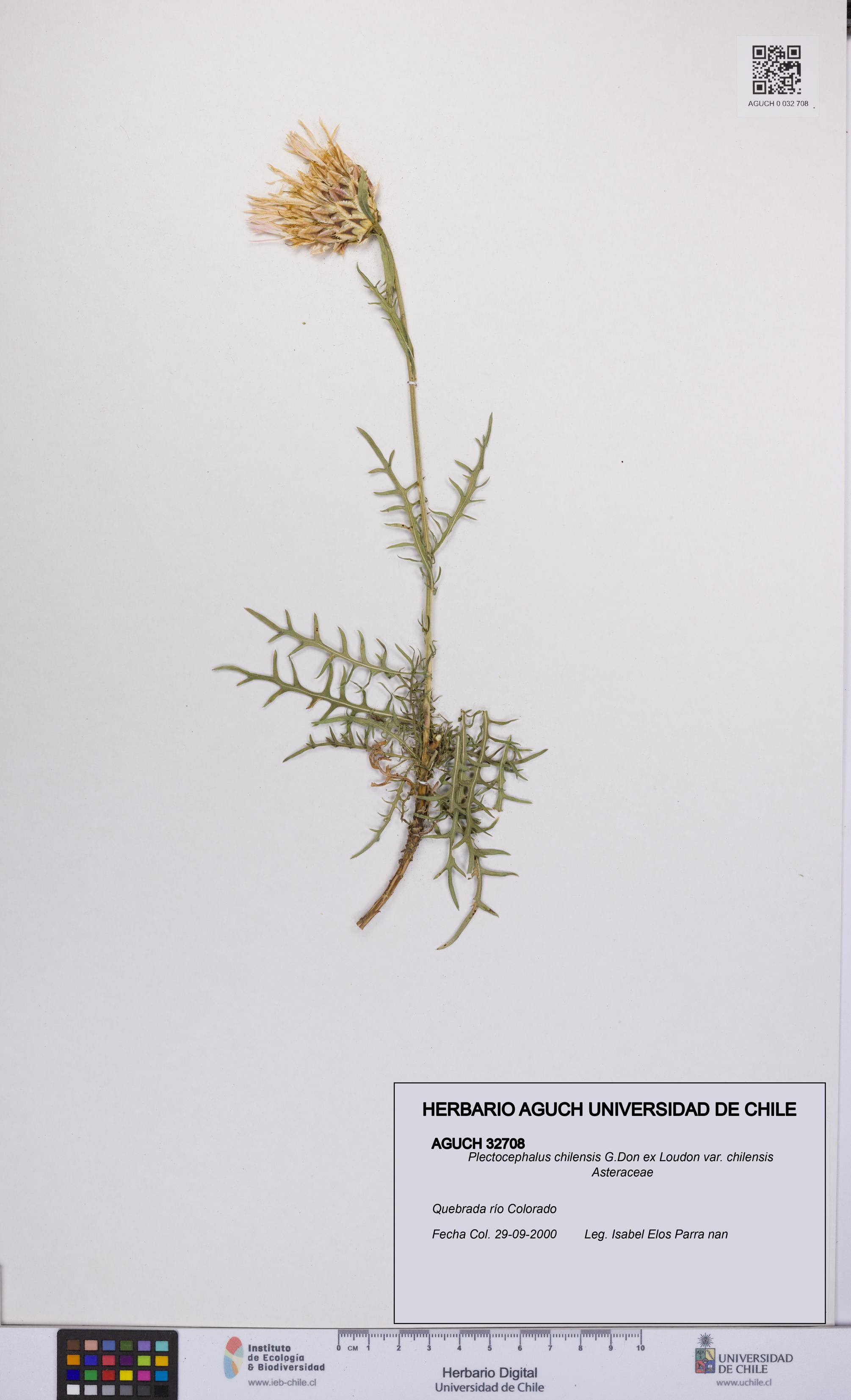 Plectocephalus chilensis var. chilensis [Espécimen: UCH:AGUCH:0032708]