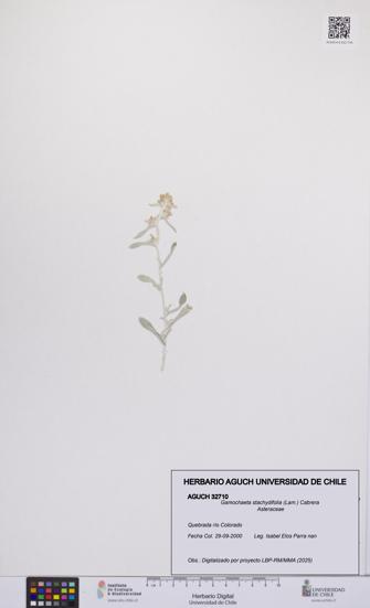 Gamochaeta stachydifolia [Espécimen: UCH:AGUCH:0032710]