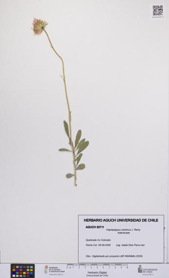 Haplopappus velutinus [Espécimen: UCH:AGUCH:0032711]