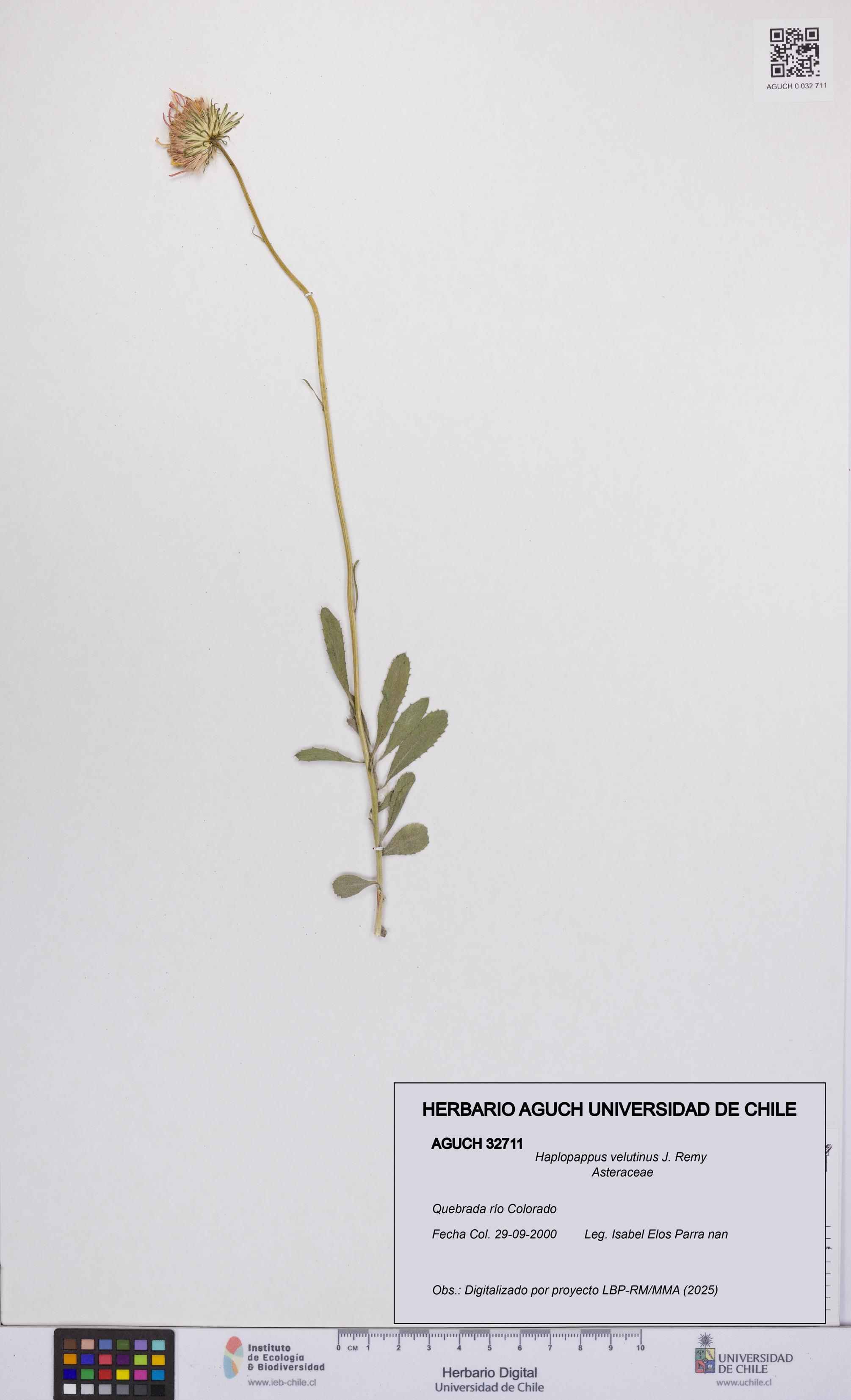 Haplopappus velutinus [Espécimen: UCH:AGUCH:0032711]