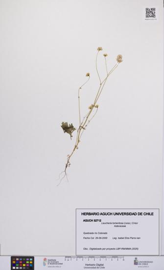 Leucheria tomentosa [Espécimen: UCH:AGUCH:0032712]
