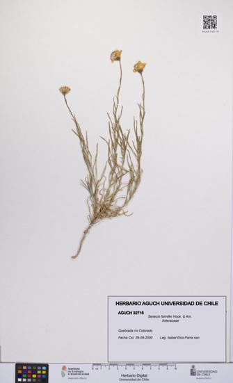 Senecio farinifer [Espécimen: UCH:AGUCH:0032715]