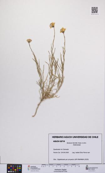 Senecio farinifer [Espécimen: UCH:AGUCH:0032715]