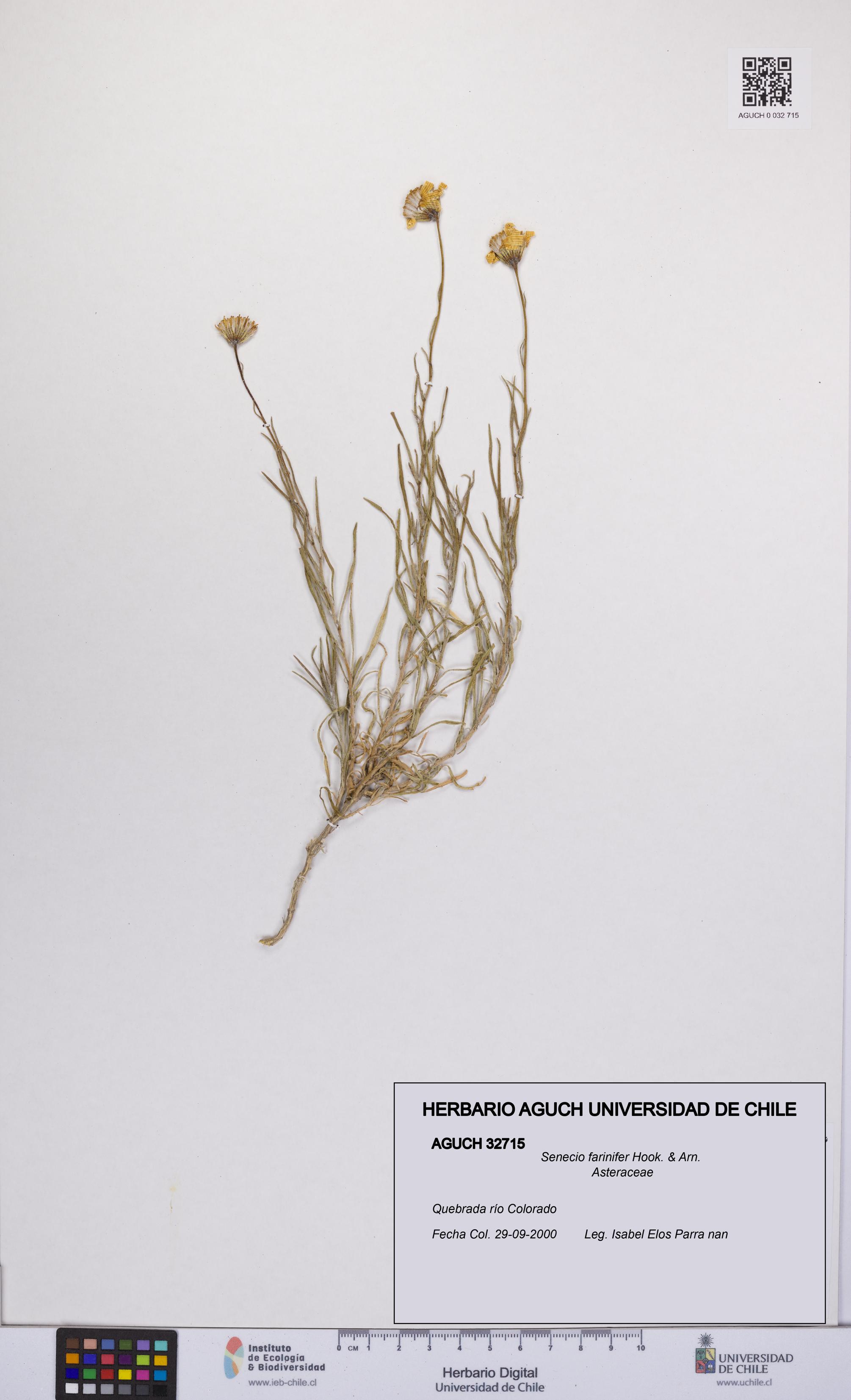 Senecio farinifer [Espécimen: UCH:AGUCH:0032715]