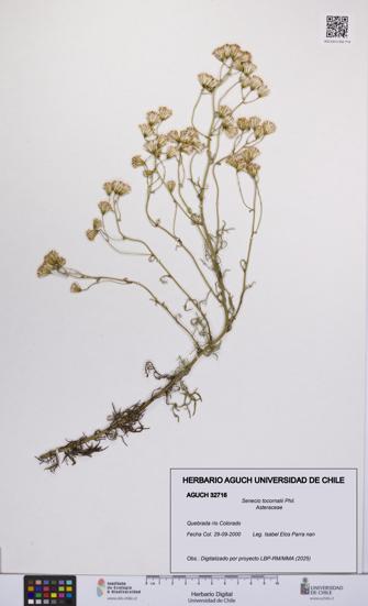 Senecio tocornalii [Espécimen: UCH:AGUCH:0032716]