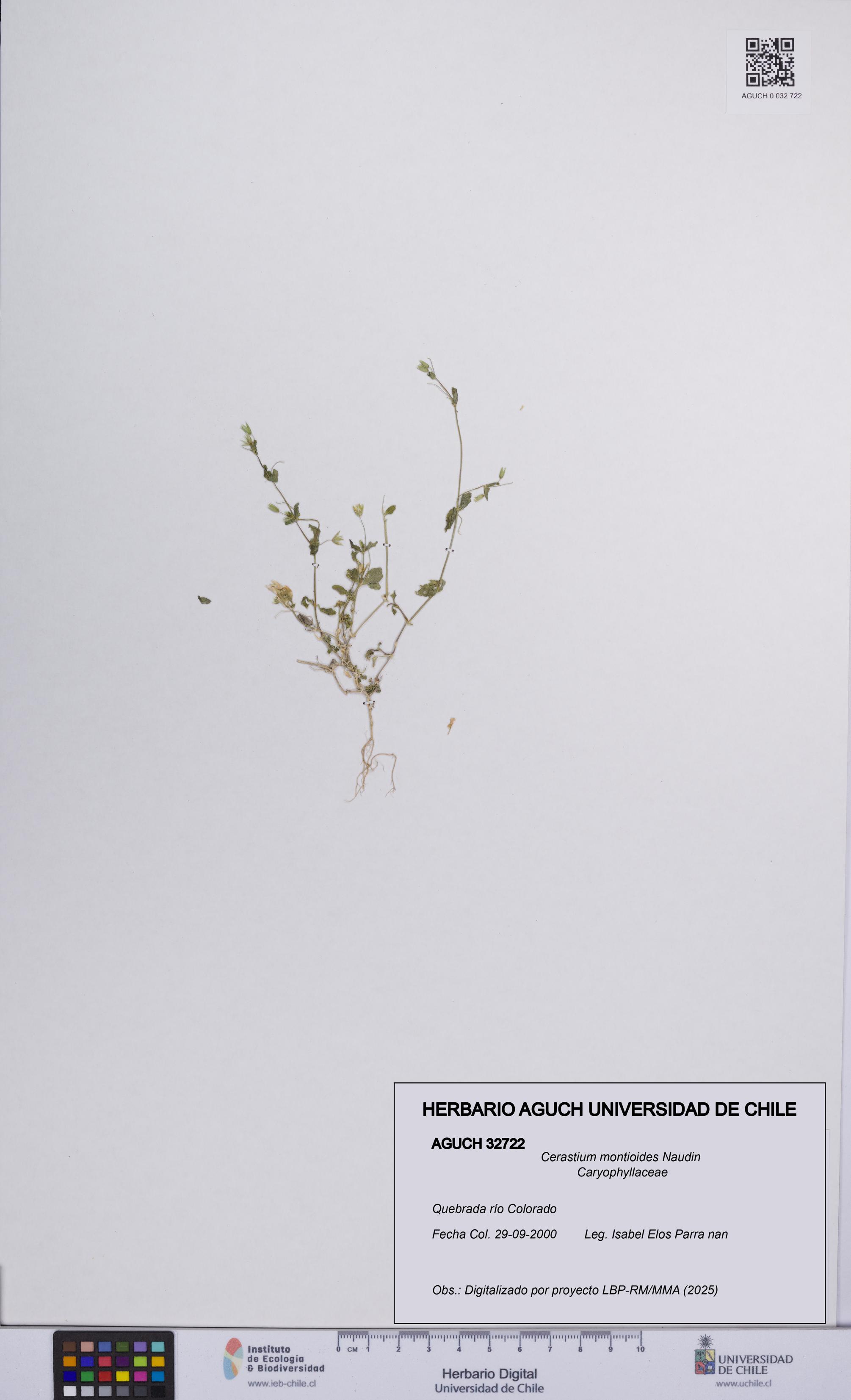 Cerastium montioides [Espécimen: UCH:AGUCH:0032722]