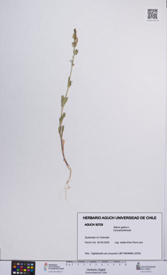 Silene gallica [Espécimen: UCH:AGUCH:0032723]