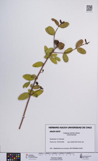 Colliguaja odorifera [Espécimen: UCH:AGUCH:0032727]