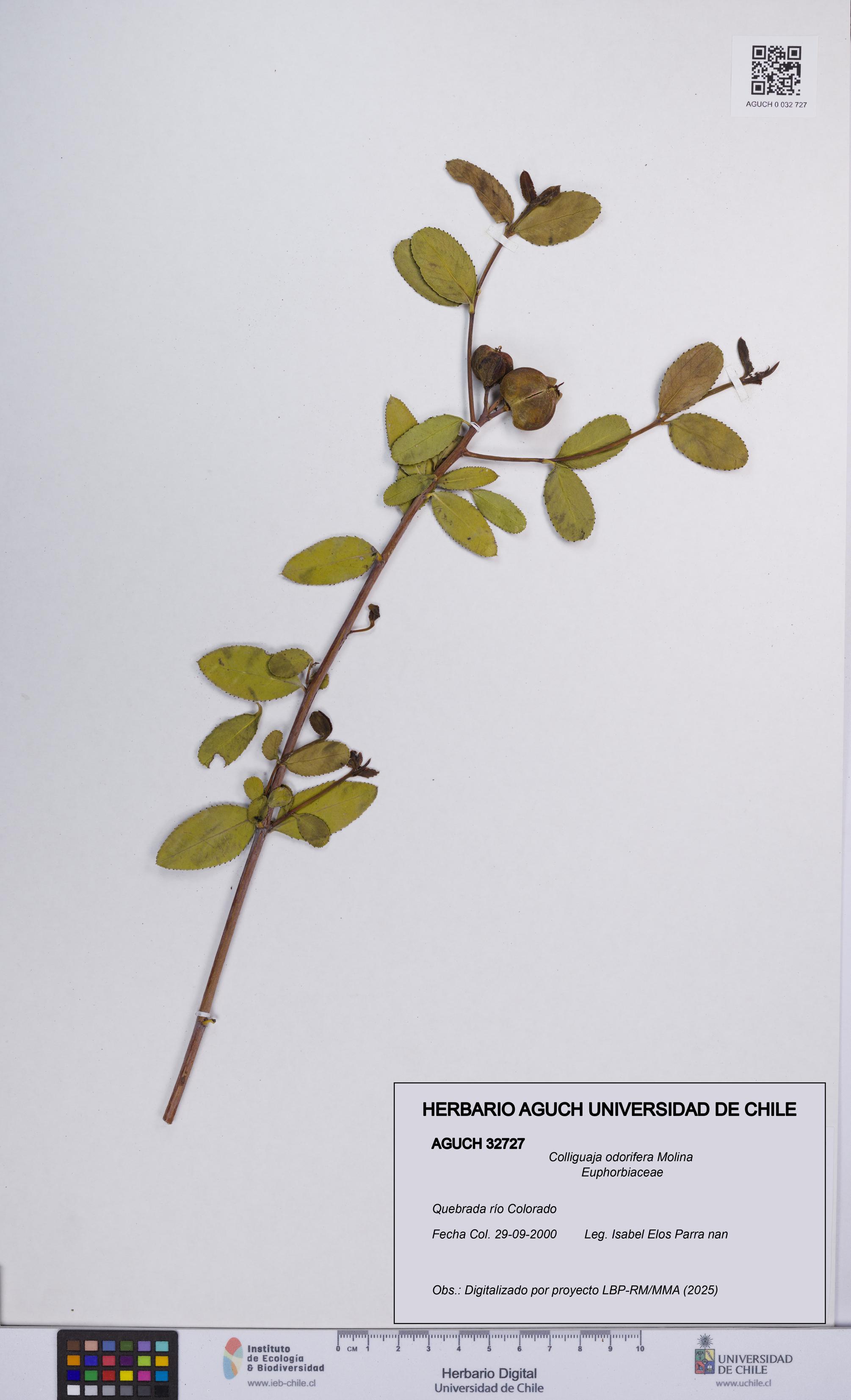 Colliguaja odorifera [Espécimen: UCH:AGUCH:0032727]