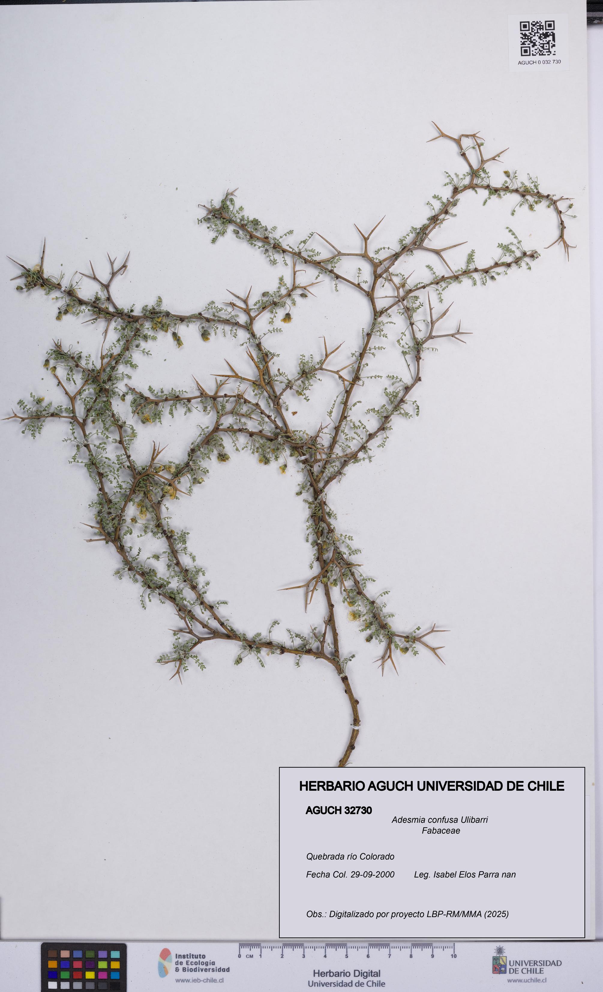 Adesmia confusa [Espécimen: UCH:AGUCH:0032730]