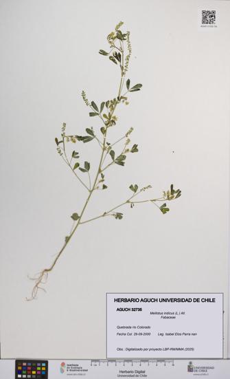 Melilotus indicus [Espécimen: UCH:AGUCH:0032735]