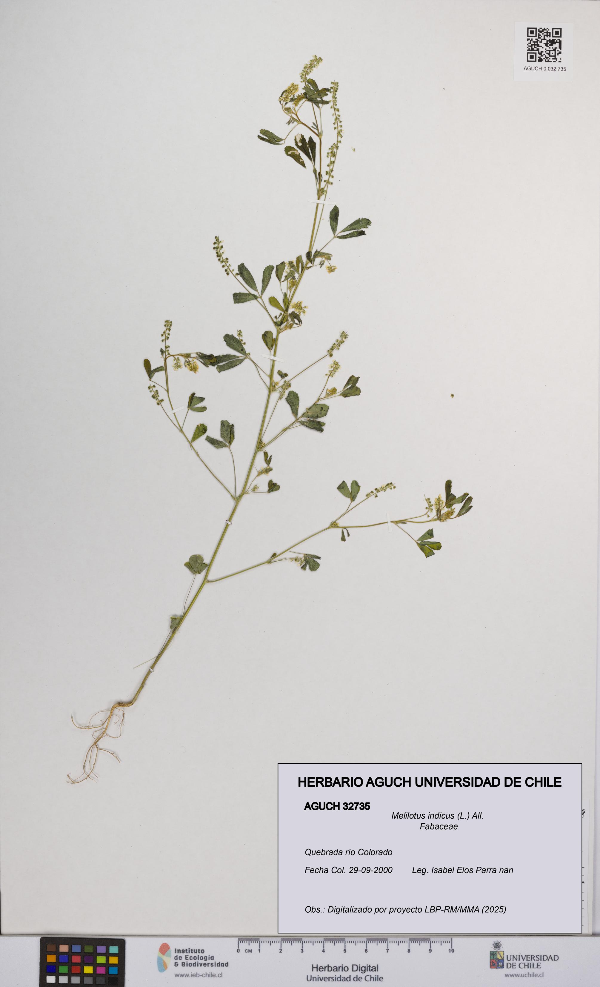 Melilotus indicus [Espécimen: UCH:AGUCH:0032735]