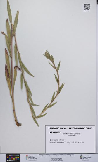 Oenothera affinis [Espécimen: UCH:AGUCH:0032747]