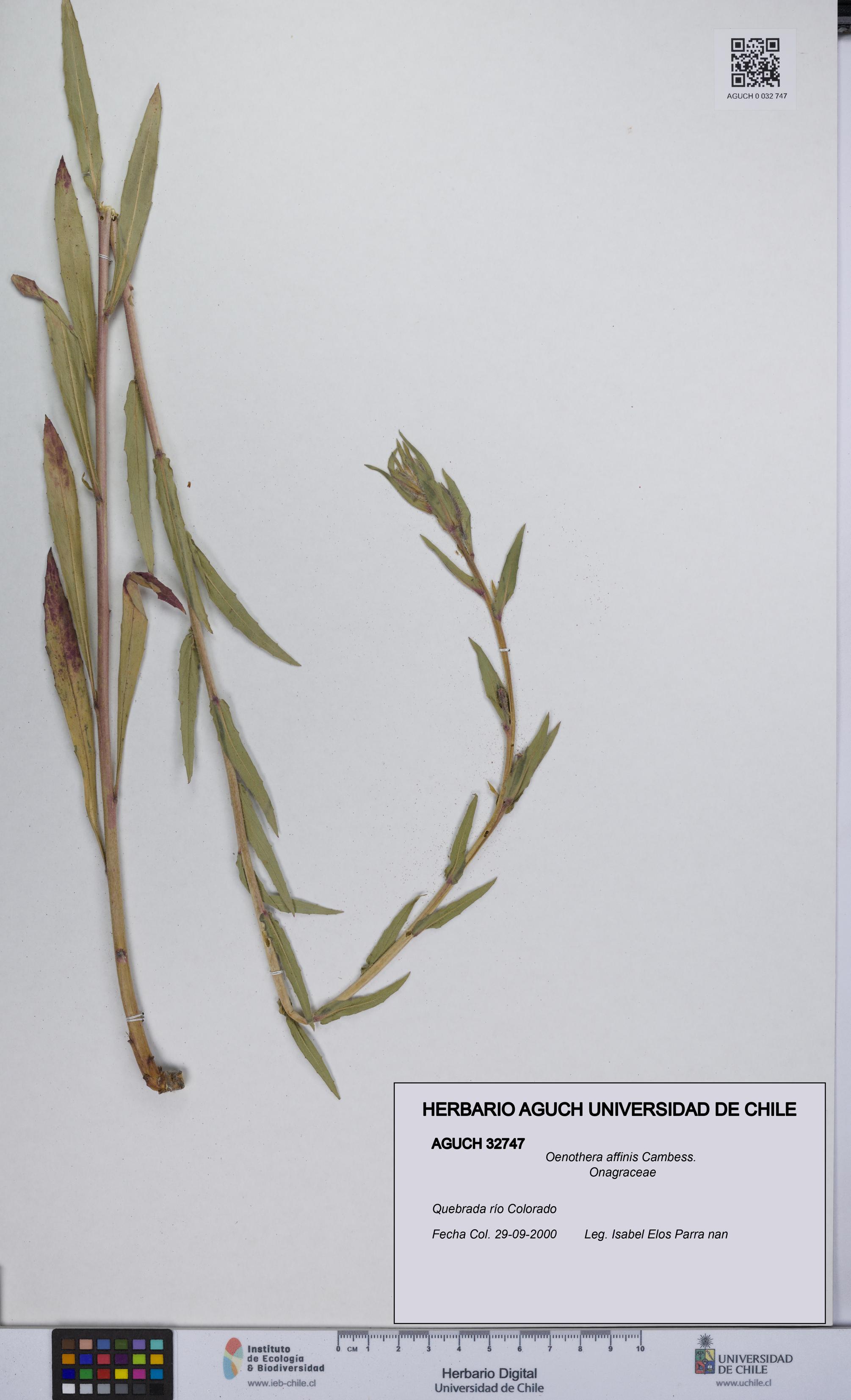 Oenothera affinis [Espécimen: UCH:AGUCH:0032747]