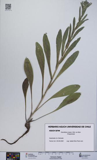 Oenothera rosea [Espécimen: UCH:AGUCH:0032748]